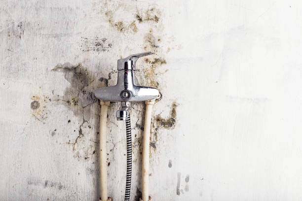 Best Fast Mold Removal  in Yorkville, WI