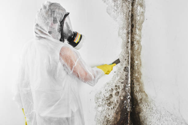 Crawl Space Mold Removal in Yorkville, WI