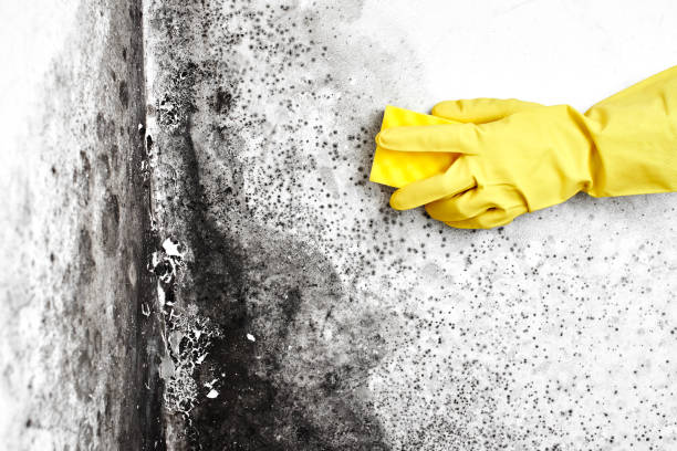 Best Black Mold Removal  in Yorkville, WI