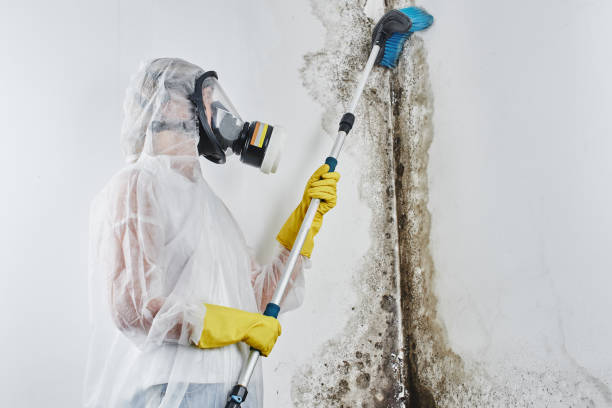 Best Same-Day Mold Removal  in Yorkville, WI