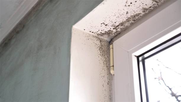Office Mold Removal Services in Yorkville, WI