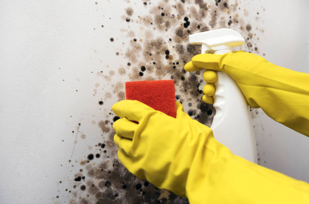 Best Mold Removal Company Near Me  in Yorkville, WI